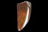 Raptor Tooth - Real Dinosaur Tooth #102368-1